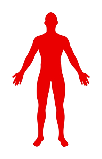 Partes del cuerpo